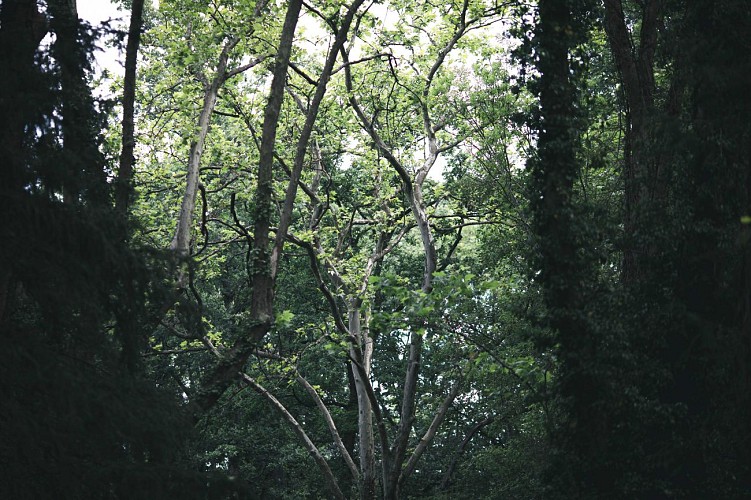 Rives et boires de l'Allier - PR n°51