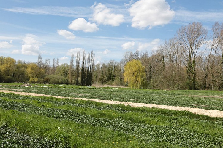 Het kruipad van de waterkersbedden