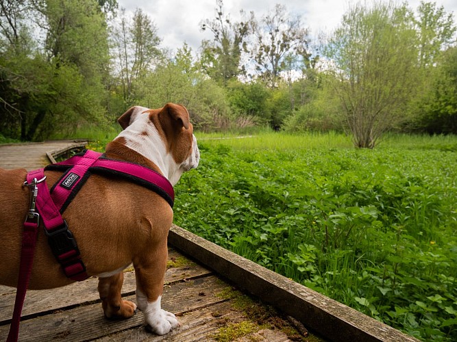 Balade famille : Sentier de découverte de la Beue à Varennes-Vauzelles
