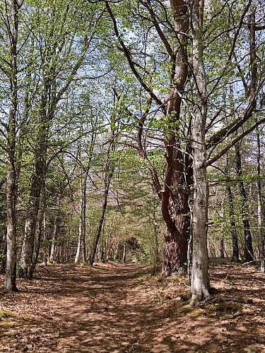 Andesite_Volvic