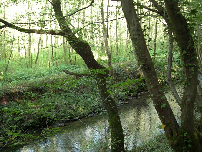 Ruisseau dans le bois