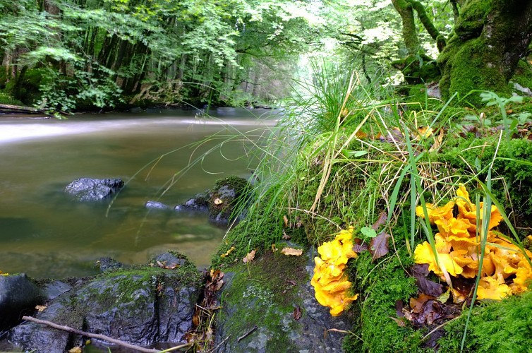 REDU - Der Zauber eines Ardenner Flusses