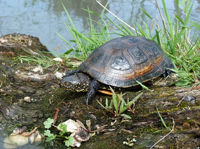 Les bords de l'Allier - PR n°60