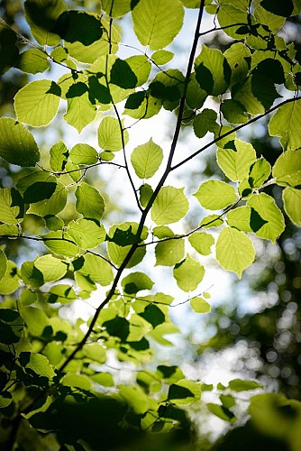 Sentier du pic des Fleurides