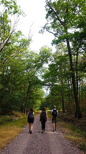 Randonnée forêt, Le Vilhain