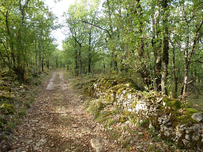 Bonnan discovery trail
