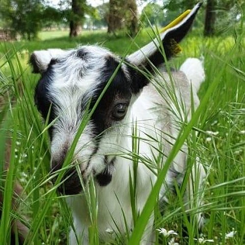 Les biquettes du Pays de Tronçais