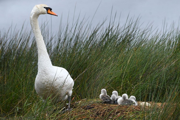 Le Cygne et ses petits © A Bert - Office de Tourisme Arès