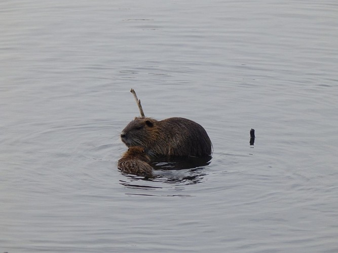 2017-balades-a-roulettes-035