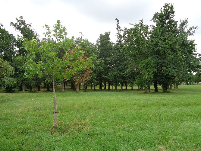 parc-favols-carbon-blanc--3-