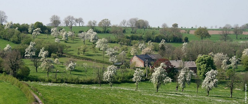 Vergers pays de herve_2011_redim