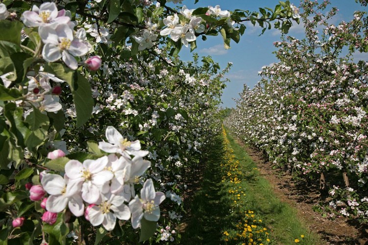 Vergers Pays de Herve_03-2007