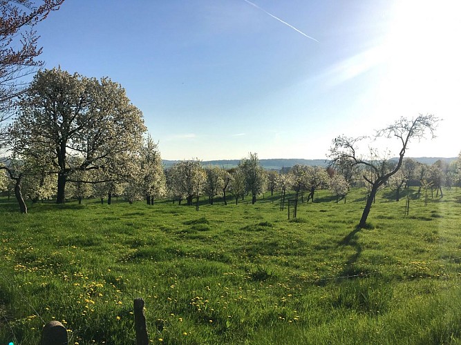 Vergers Bombaye_2020