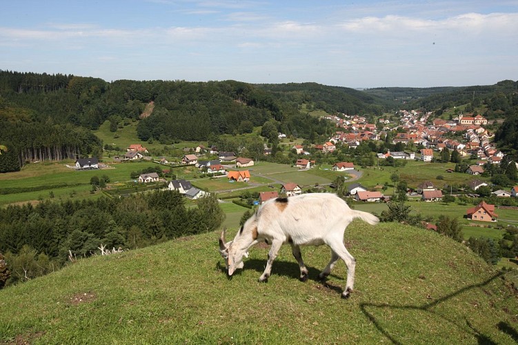 Rundfahrt Nr. 3: Wanderweg zum Felsen von Salière, vorgeschlagen von den freiwilligen Blutspendern
Beachten Sie bitte:
- übersetzen Sie keine Eigennamen
- achten Sie auf Feinheiten