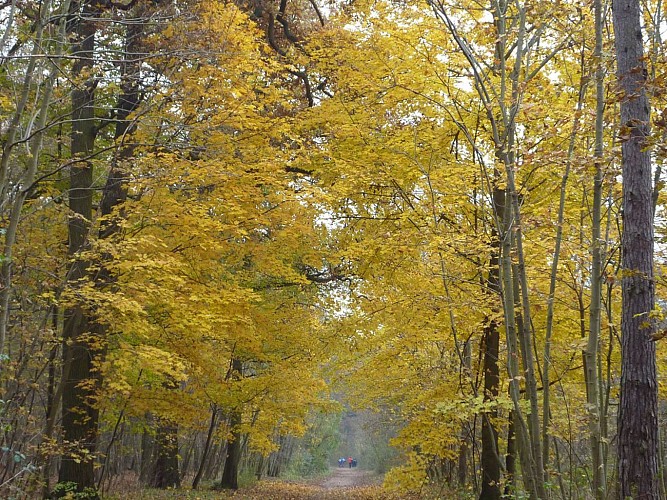 Achère à St Germain en Laye