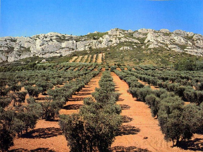 Sur les traces des oliviers de Provence