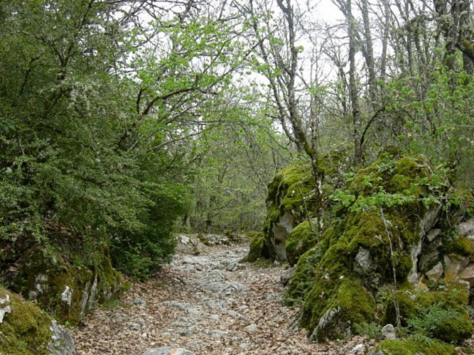 Dans la Combe de Canaud