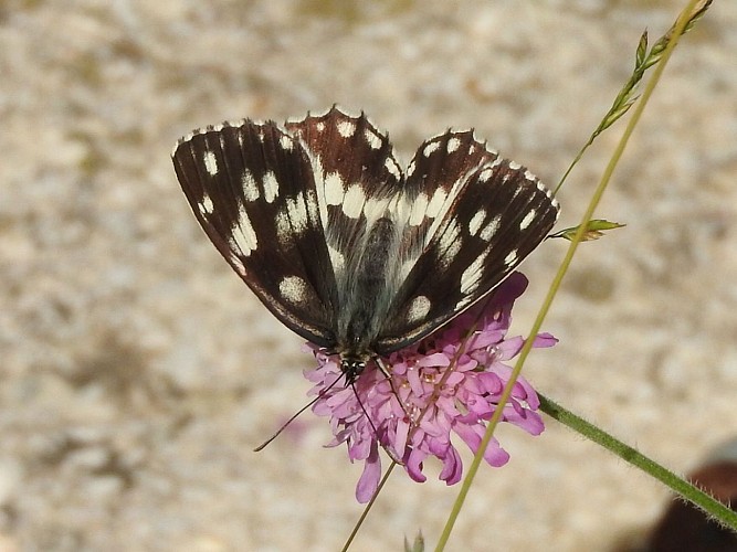 Papillon sur scabieuse