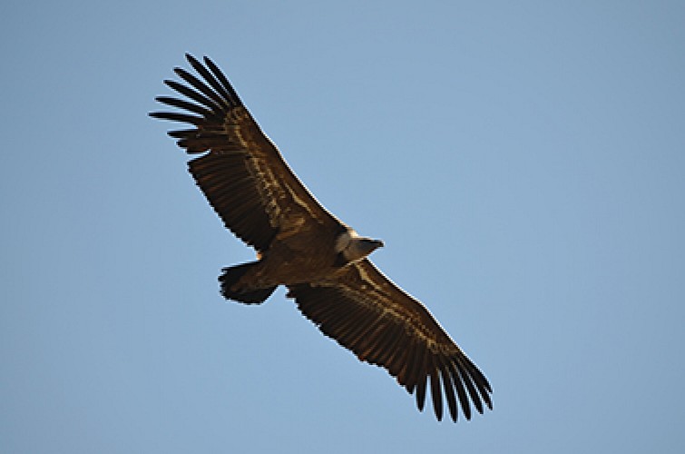 Rémuzat - Le vol des vautours fauves en Baronnies 