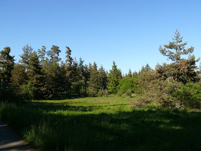 Le bois de la Pinatelle