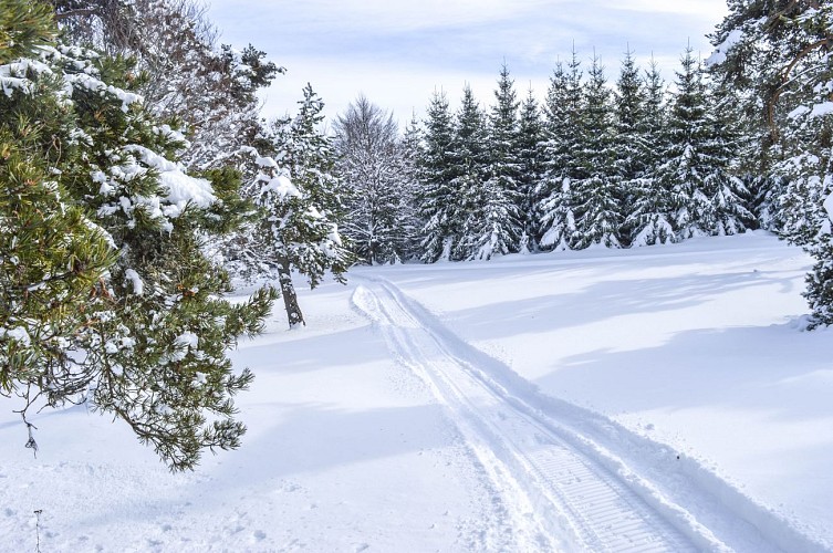 Bois de la Pinatelle