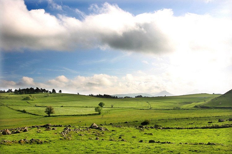 Bois de la Pinatelle