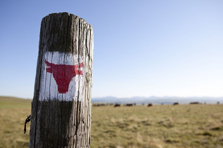 Le Tour des Vaches Rouges - Itinéraire principal en 8 jours - Départ Allanche, Cantal