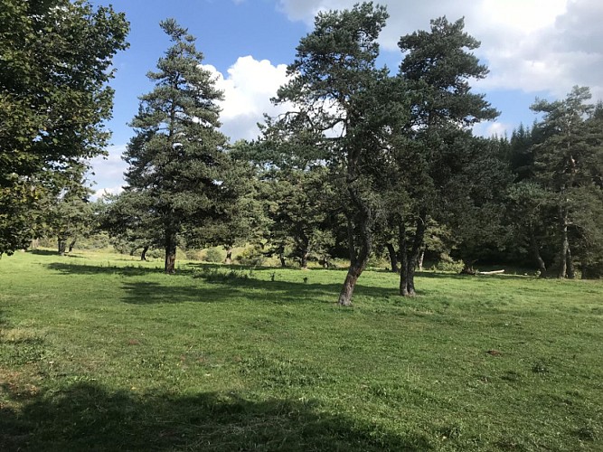 Parcours trail 11 - La Vallée de Cézerat