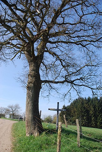 Chevetogne arbre