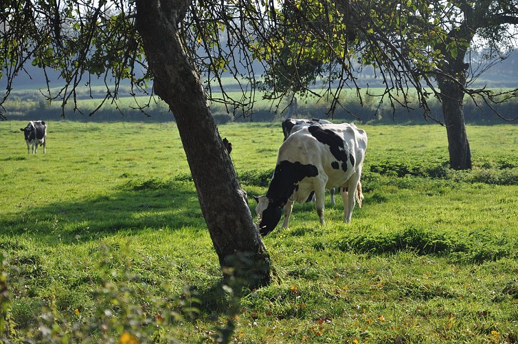 Cartignies - bocage avesnois