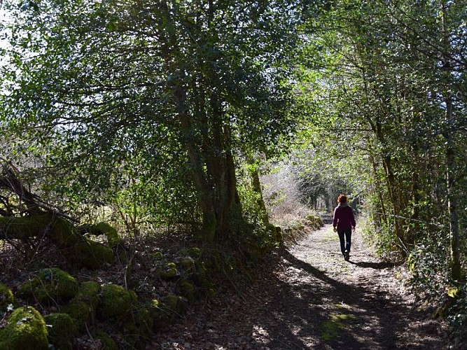 Tourbière de Canroute - Sentier des vaches