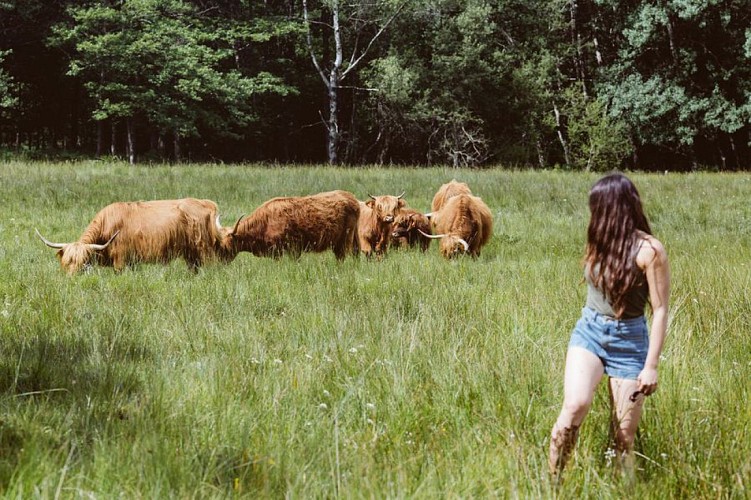 Tourbière de Canroute - Sentier des vaches