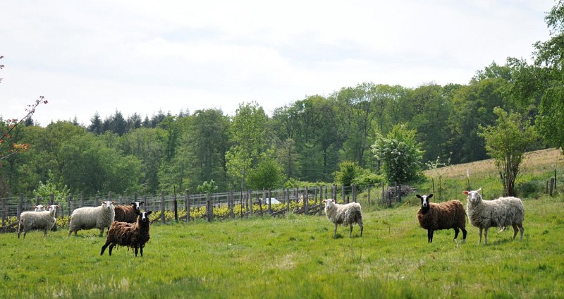 Balade champ du bois (37)