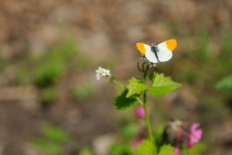 Balade champ du bois (74)