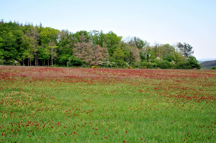 Balade champ du bois (51)