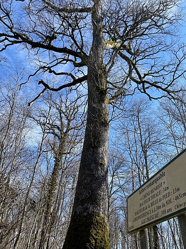 Chêne Henriot