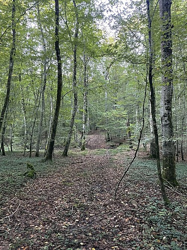 Forêt de Montiers-sur-Saulx