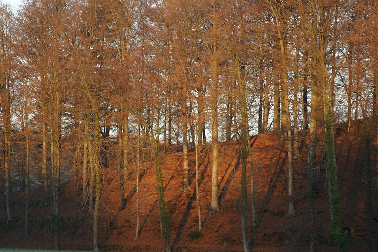 Photo Gillet Paysages 009