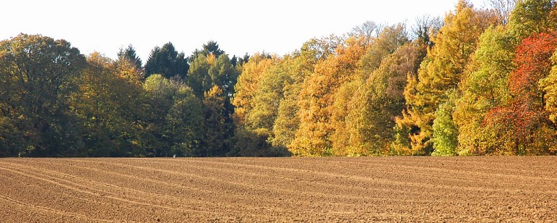 Labouré et arbres en automne
