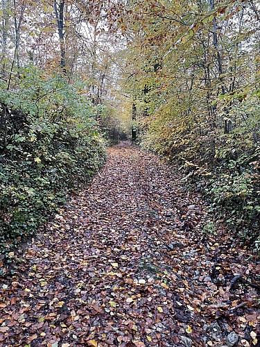 La forêt de Tannois à l'automne