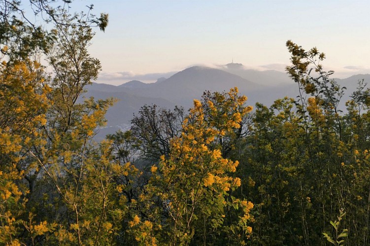 LE VAR / LE MASSIF DU TANNERON / MANDELIEU LA NAPOULE