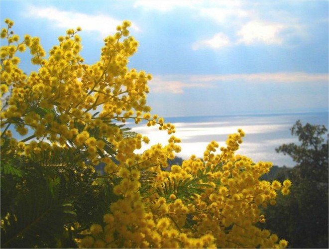 LE VAR / LE MASSIF DU TANNERON / MANDELIEU LA NAPOULE