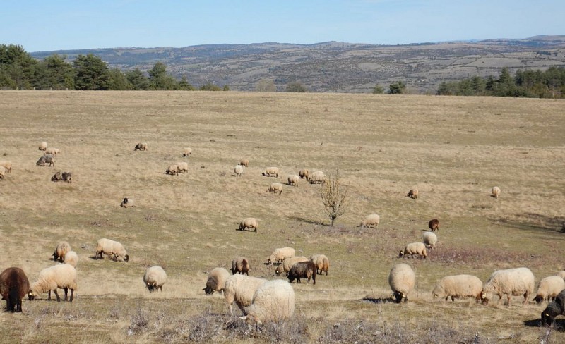 Au Larzac, des moutons, pas des canons