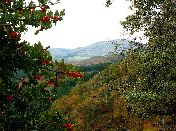 Col de la Plantade au dessus de Ferrières-sur-Sichon