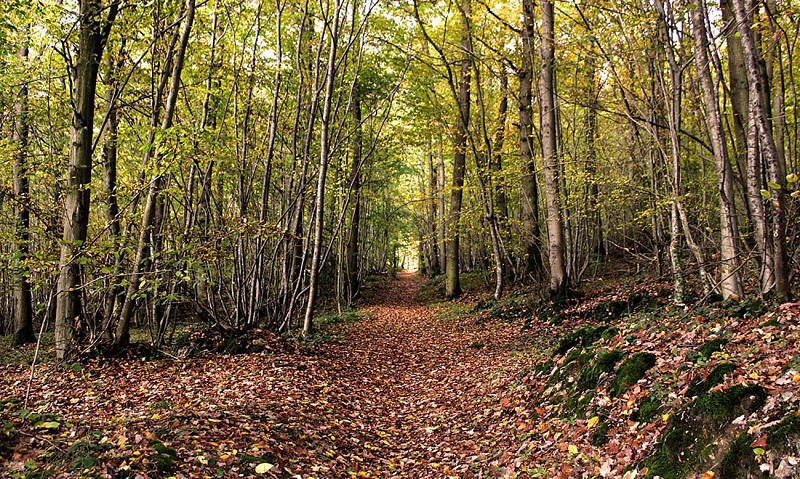 Spaziergang im Wald von La Barre