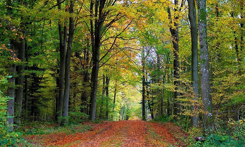 Spaziergang im Wald von Le Mans