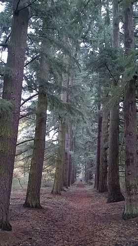 Boucle de Moisson - Allée bordée de pins Douglas