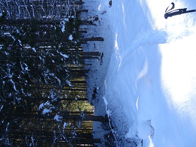 Itinéraire raquettes - Plateau de la Croix / Porcherey