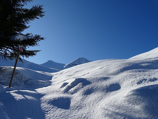 Itinéraire raquettes - Plateau de la Croix / Porcherey