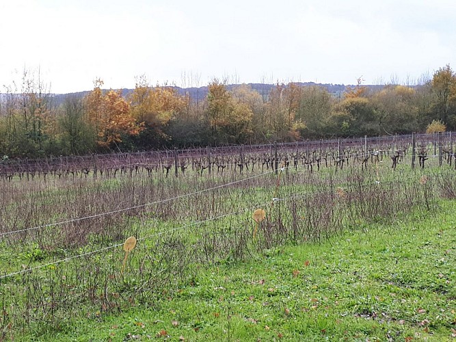 Vigne à Laillé 